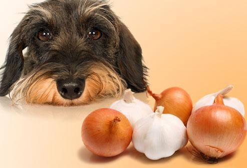 You are currently viewing Are Onions and Garlic Bad for Your Dog