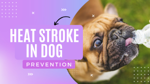 Read more about the article How to Cure Heat Stroke in Dogs