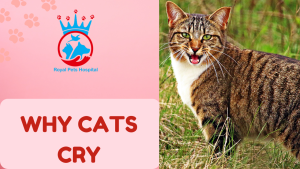Read more about the article Why cats Cry