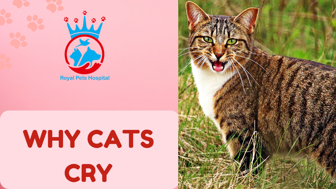 You are currently viewing Why cats Cry