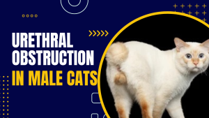 Read more about the article Urethral Obstruction in Male Cats