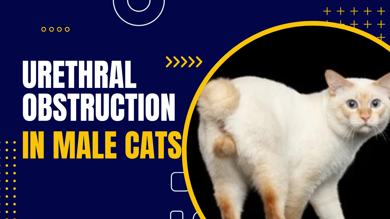 You are currently viewing Urethral Obstruction in Male Cats