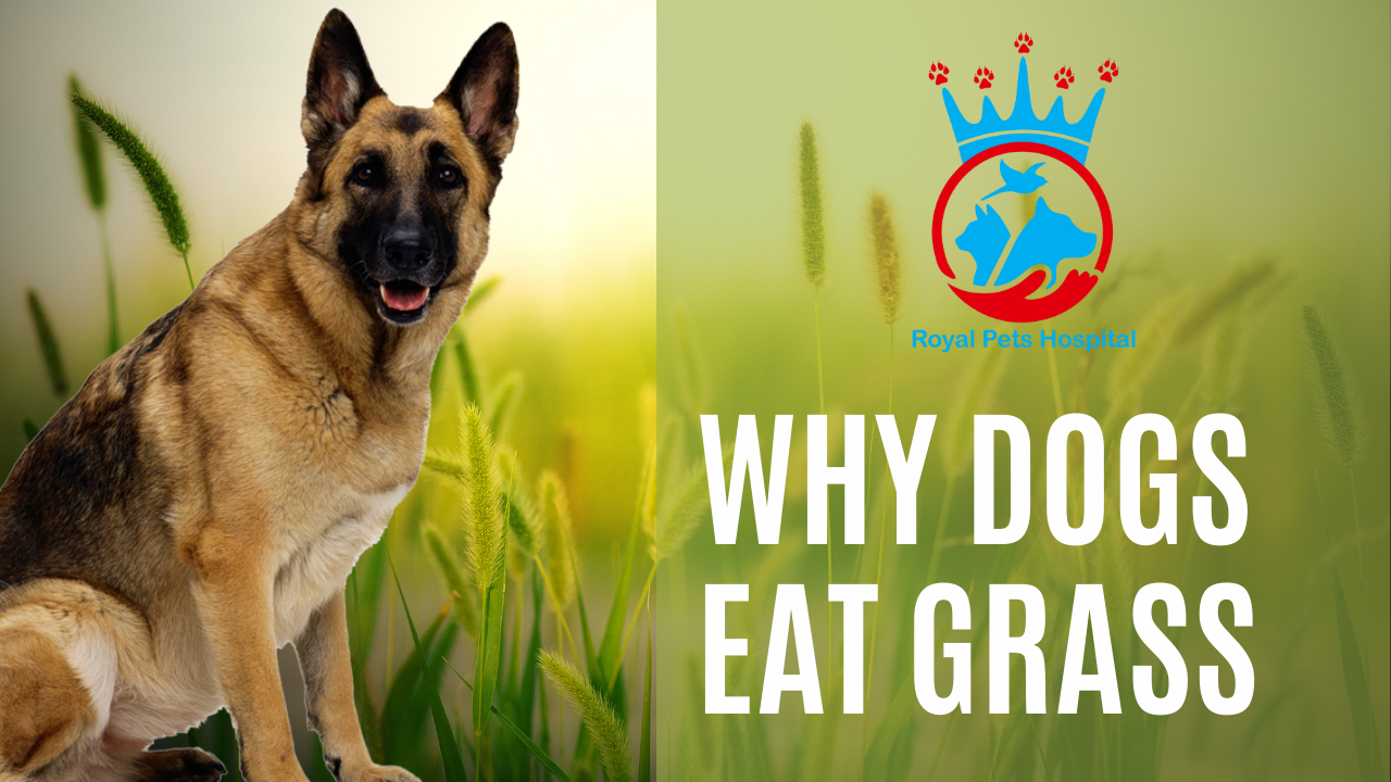 You are currently viewing Why Dogs eat Grass