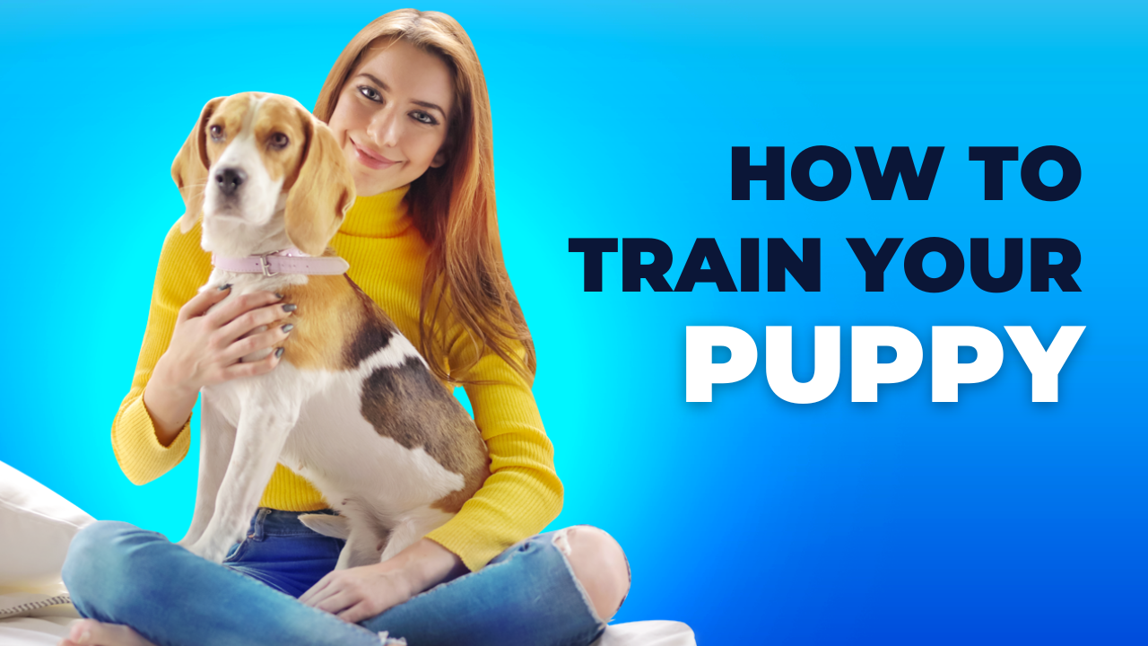 You are currently viewing How can you train your puppy at home
