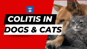 Read more about the article Colitis in Dogs: Causes, Symptoms, & Treatment