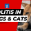 Colitis in Dogs: Causes, Symptoms, & Treatment