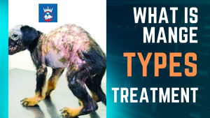 Read more about the article What is Mange? Types, Causes and Treatment of Mange.