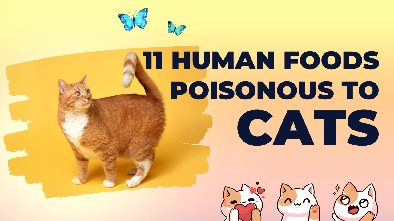 You are currently viewing 11 Human Foods That Are Poisonous to Cats