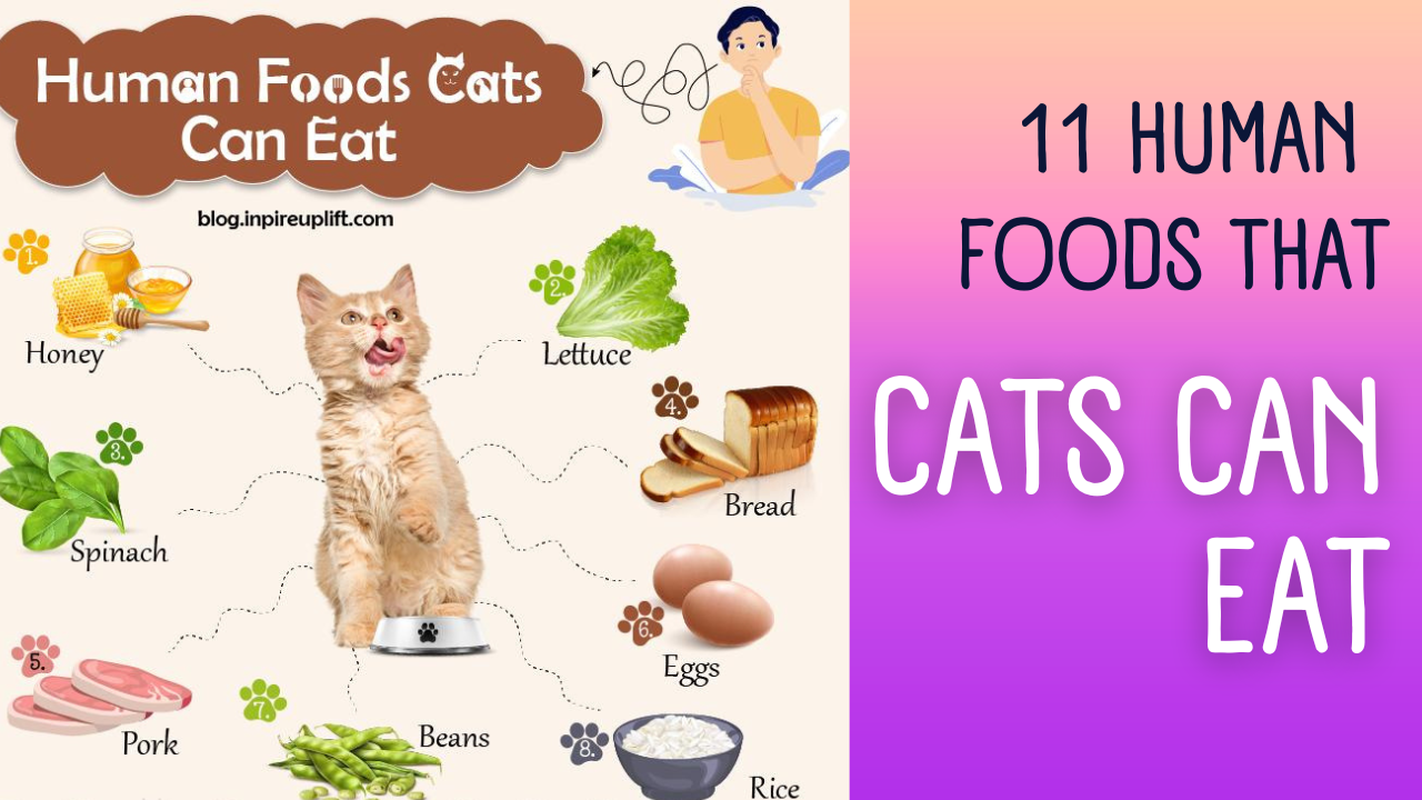 You are currently viewing 11 Human Food Foods Good for Cats