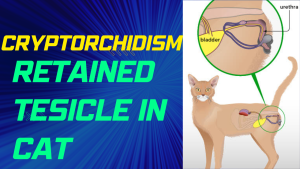 Read more about the article Retained Tesicle (Cryptorchidism) in Cats