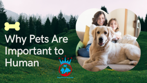 Read more about the article Why Pets Are Important to Human